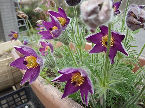 セイヨウオキナグサ