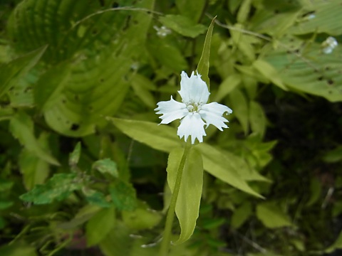 センジュガンピ