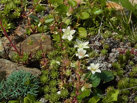 �V�R�^���\�E