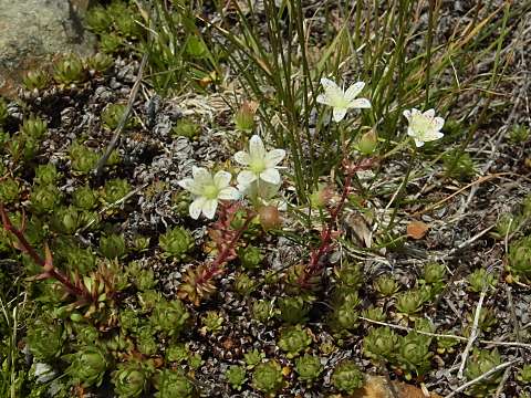 �V�R�^���\�E