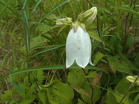 シロバナヤマホタルブクロ