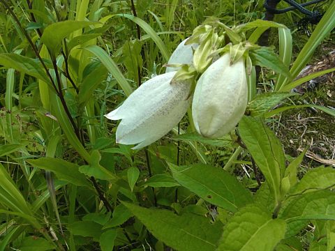 シロバナヤマホタルブクロ