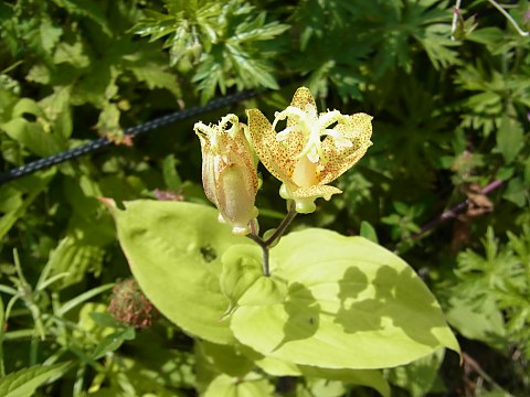 タマガワホトトギス