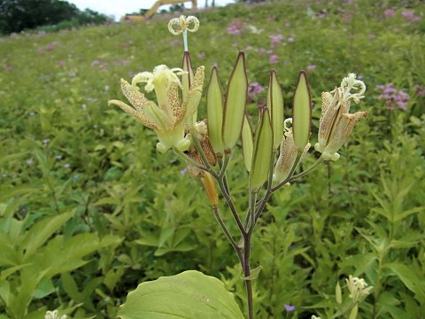 タマガワホトトギス