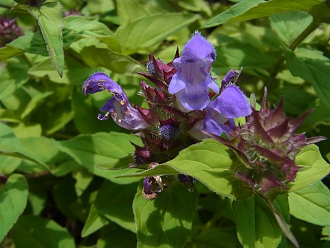 タテヤマウツボグサ