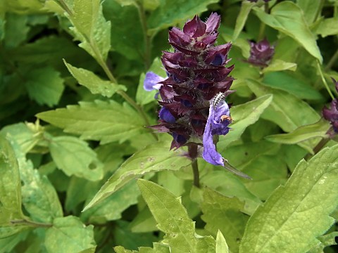 タテヤマウツボグサ