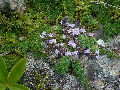 ティムス・コッキネウス