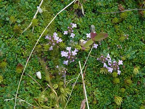 ティムス・コッキネウス