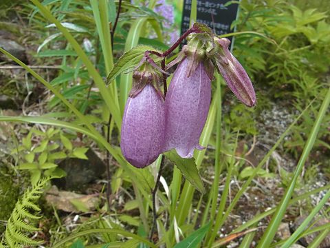 ヤマホタルブクロ