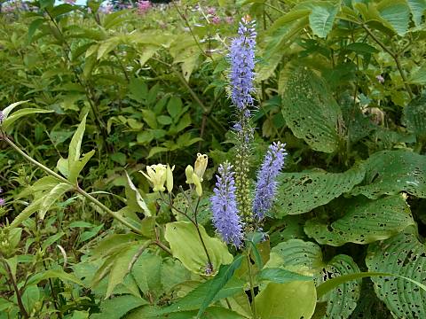 ヤマルリトラノオ