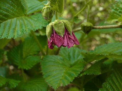 ベニバナイチゴ