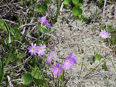 ハクサンコザクラ