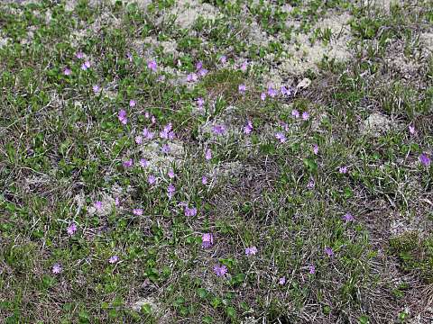 ハクサンコザクラ