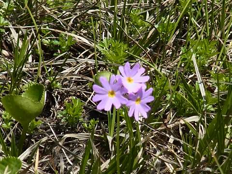 ハクサンコザクラ