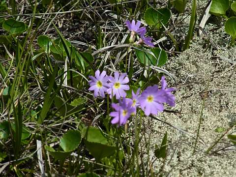 ハクサンコザクラ