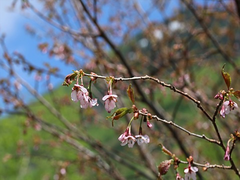 タカネザクラ