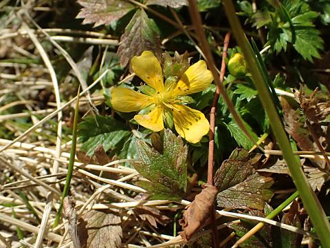 ミヤマキンバイ