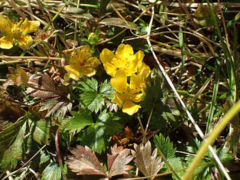 ミヤマキンバイ