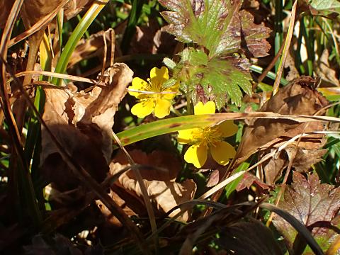 ミヤマキンバイ