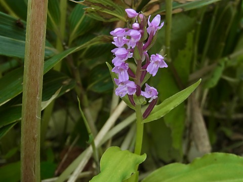 �m�r�l�`�h��