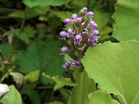 �m�r�l�`�h��