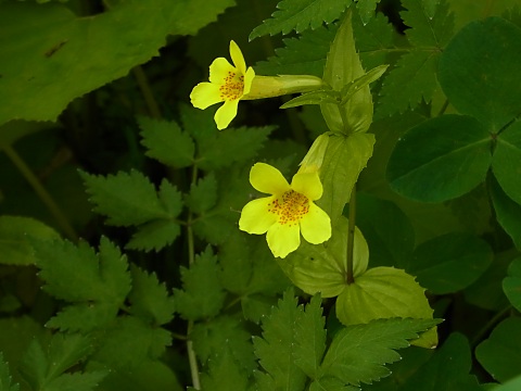 オオバミゾホオズキ