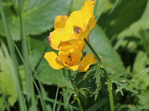 シナノキンバイ