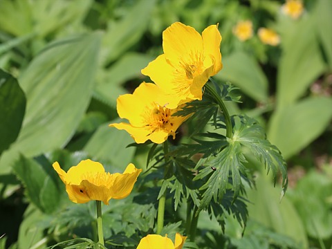 シナノキンバイ