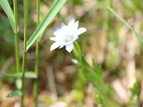 タテヤマリンドウ