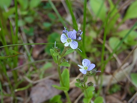 テングクワガタ