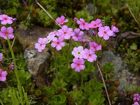 アンドロサケ・カルネア