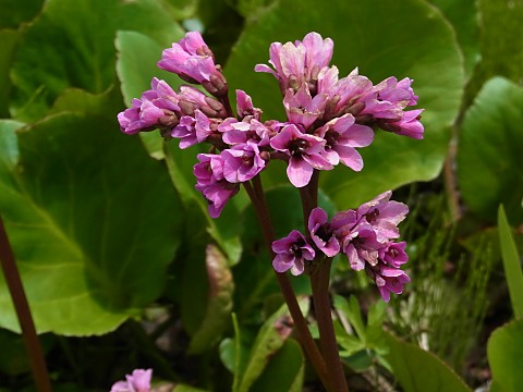 ベルゲニア・プルプラッセンス