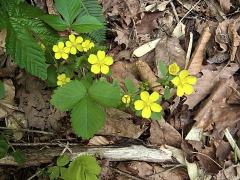 エチゴキジムシロ