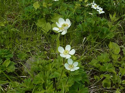 �n�N�T���C�`�Q