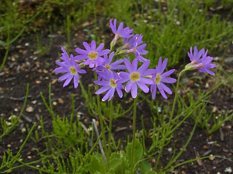 ハクサンコザクラ
