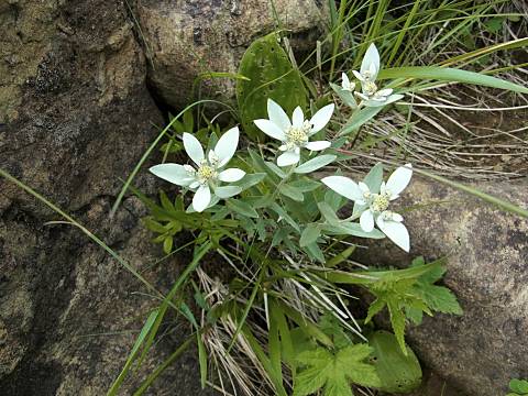 ハッポウウスユキソウ