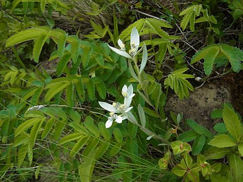 ハッポウウスユキソウ