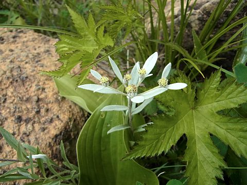 ハッポウウスユキソウ