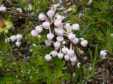 ヒメシャクナゲ