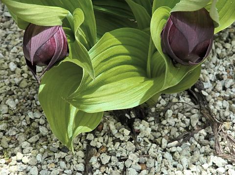 ホテイアツモリソウ