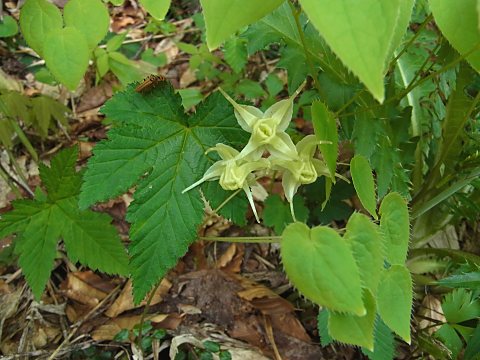 キバイカリソウ