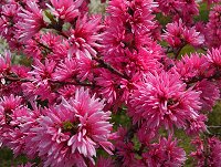 �L�N����