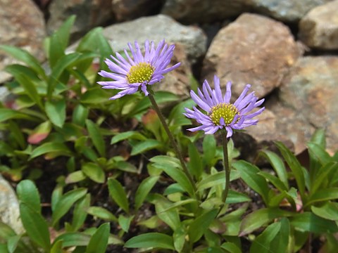 ミヤマアズマギク