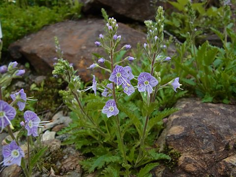 ミヤマクワガタ