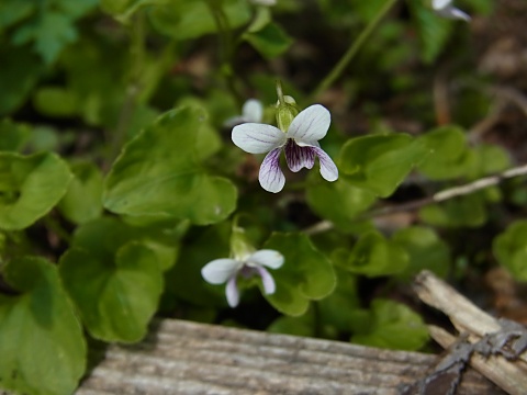 ミヤマツボスミレ