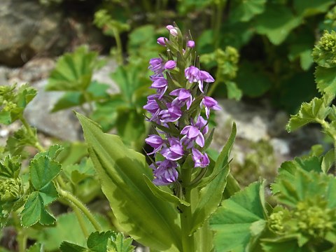 �m�r�l�`�h��