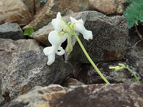 シロバナコマクサ