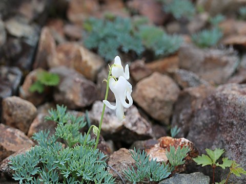 シロバナコマクサ