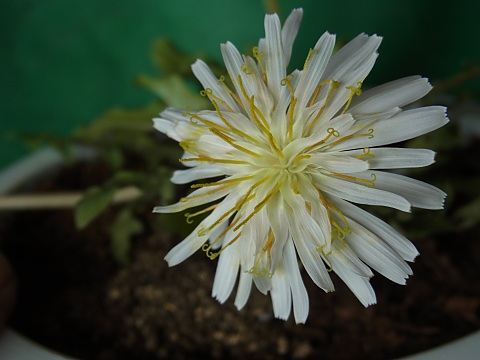 シロバナタンポポ