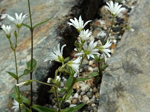 タカネミミナグサ